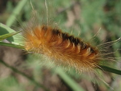 Pygarctia