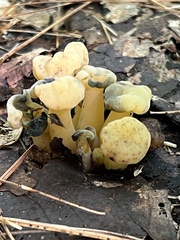 Leotia lubrica