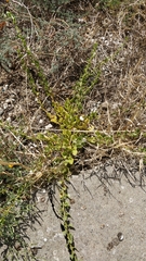 Patellifolia procumbens image