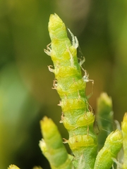 Arthroceras subterminale