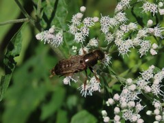 Platydracus maculosus