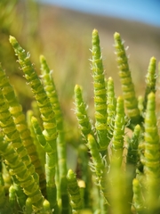 Arthroceras subterminale