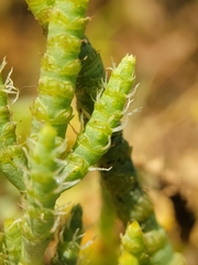 Arthroceras subterminale