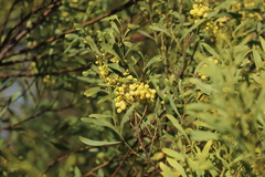 Acacia pycnantha