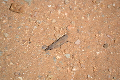 Lactista gibbosus