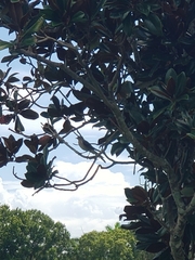 Quiscalus major westoni