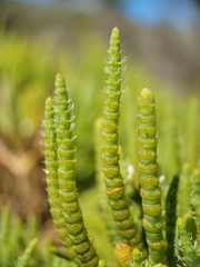 Arthroceras subterminale