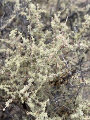 Atriplex barclayana