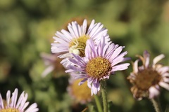Erigeron glaucus