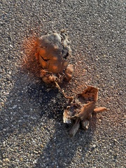 Gopherus berlandieri