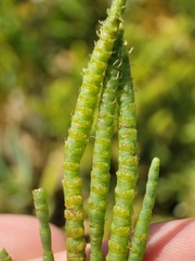 Arthroceras subterminale