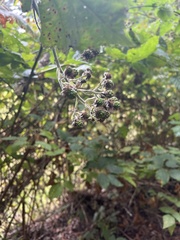 Rubus armeniacus