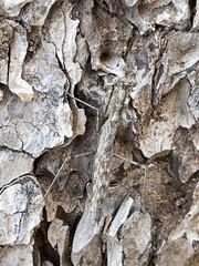 Litaneutria ocularis