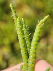 Arthroceras subterminale