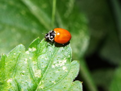 Cycloneda emarginata