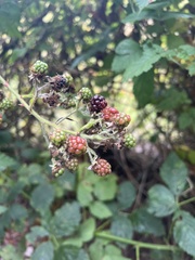 Rubus armeniacus