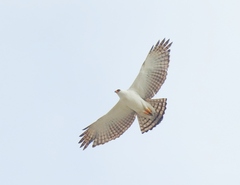 Spizaetus melanoleucus