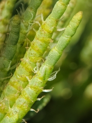 Arthroceras subterminale