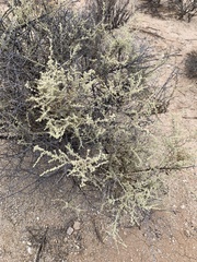 Atriplex barclayana