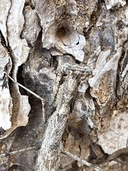 Litaneutria ocularis