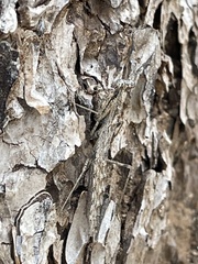 Litaneutria ocularis