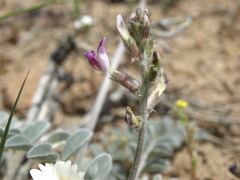 Astragalus layneae