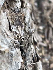 Litaneutria ocularis