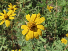 Helianthinae