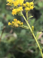 Misumena vatia