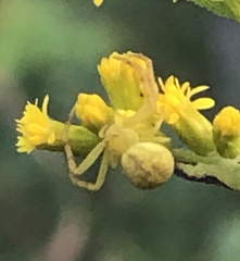 Misumena vatia