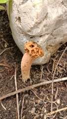 Lysurus periphragmoides