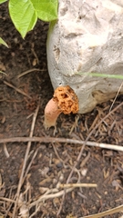 Lysurus periphragmoides