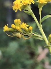Misumena vatia