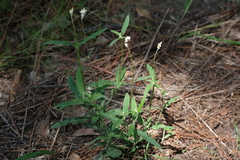 Froelichia floridana