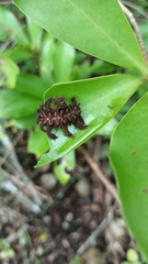 Phobetron hipparchia