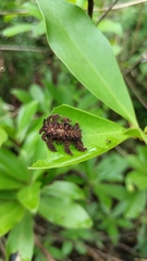 Phobetron hipparchia