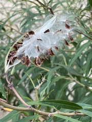 Asclepias incarnata