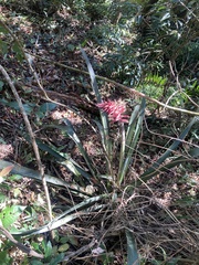 Aechmea distichantha