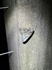 Catocala antinympha