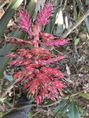 Aechmea distichantha