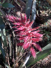 Aechmea distichantha