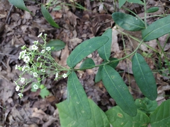 Euphorbia pubentissima