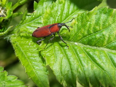 Rhodobaenus sanguineus