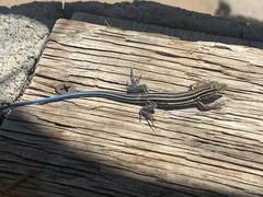 Aspidoscelis hyperythrus