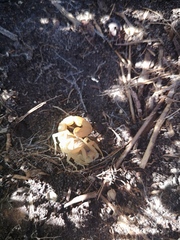 Parabuthus planicauda