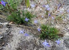 Lobelia tomentosa