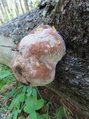 Fomitopsis pinicola