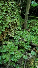 Lunularia cruciata