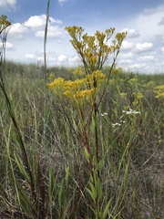Solidago ohioensis