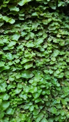 Lunularia cruciata